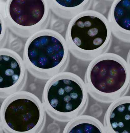 Fluorescently stained cells in a multi-well plate under a microscope