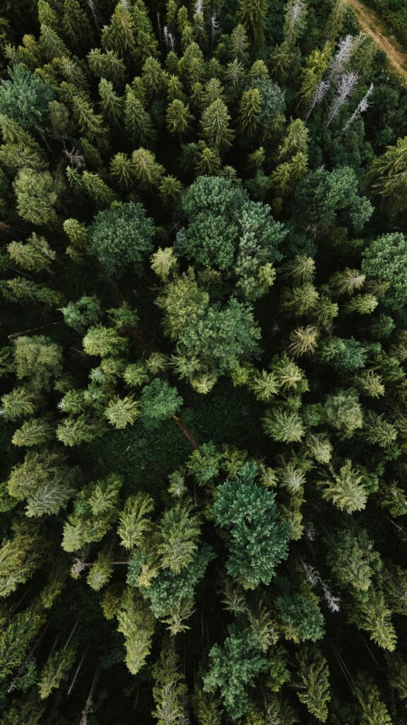 Birds eye view of forest